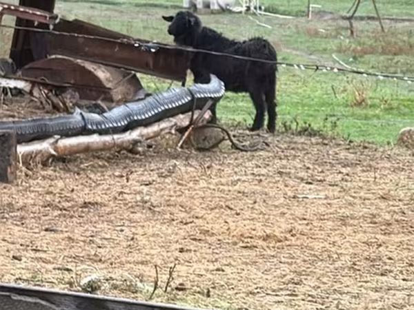 Sheep (batch, sex not specified), Sheep