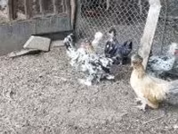 Chickens — zdjęcie 8