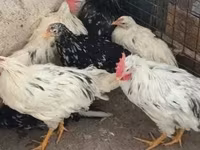 Chickens — الصورة 2