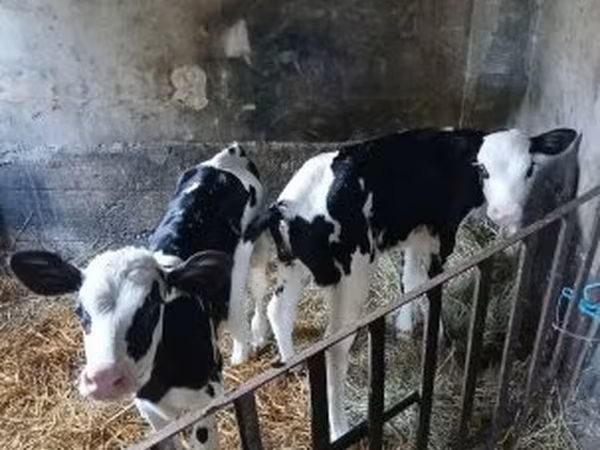 Sigir, Russian Black pied cattle
