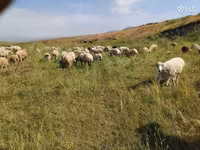 Вівця, Balbas sheep — фото 2