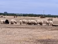 Қошқар, Racka sheep — 1-сурет