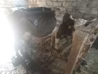 Cow, Simmental cattle — photo 3