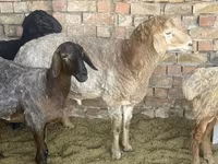 Ovan, Arashan sheep — fotografija 2