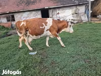 Bik, Simmental cattle — fotografija 6