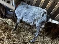 母山羊, Goats — 照片 2