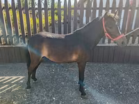 Caballo, Caballos — foto 3