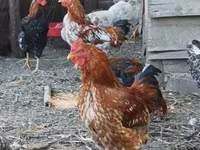 Chickens — الصورة 3