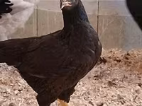 Chickens — fotografija 8