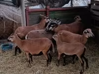 Brebis, Cameroon sheep — photo 1