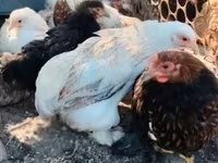 Pekin Bantam — zdjęcie 1