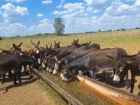 Cavalo, Cavalos — foto 1
