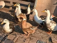 Ducks — Foto 3