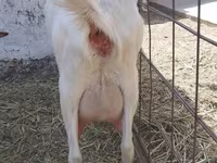 Коза, Saanen goat — фото 3