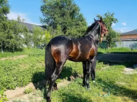 Pastuv, Swedish warmblood horse — fotografija 7