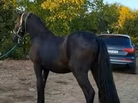 Pastuv, Friesian — fotografija 4