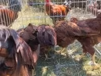 Chickens — الصورة 4