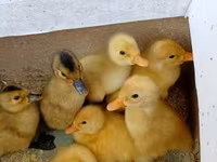 Američki pekin — fotografija 2