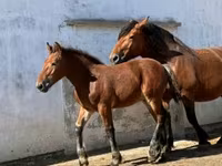 Caballo, Caballos — foto 1