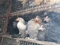 Chickens — fotografija 2