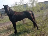 Pastuv, Altai horse — fotografija 2