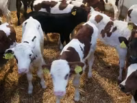 公牛, Limousin cow — 照片 1