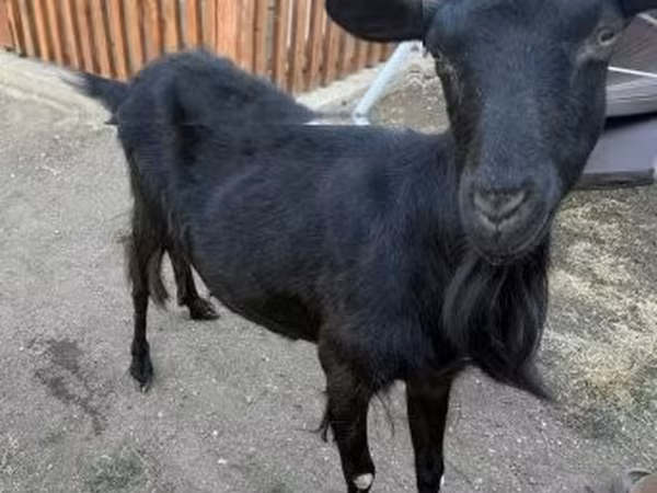 Cabra, Cabras — Hungria