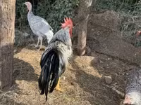 Chickens — Foto 2