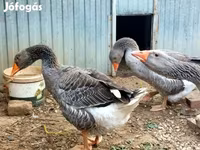 Geese — 照片 2