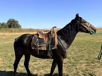 Pastuv, Karachay horse — fotografija 1