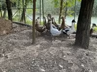 Ducks — fotografija 1