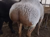 Ovan, Rambouillet sheep — fotografija 3
