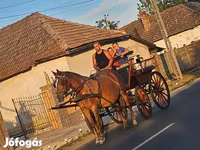 Mare, Horses — photo 1