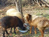 Moutons (lot, sexe non indiqué), Moutons — photo 3