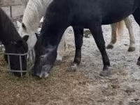 Koń, Lipizzaner — zdjęcie 5