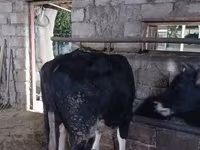 Toro, Russian Black pied cattle — foto 7