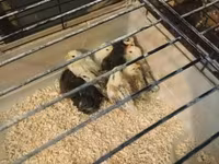 Chickens — foto 1