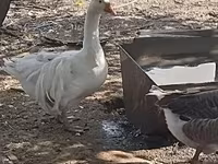 Geese — zdjęcie 4