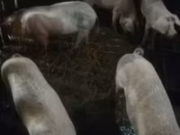 सूअर (लॉट, लिंग निर्दिष्ट नहीं) — फ़ोटो 2