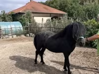 Aygʻir, Welsh Cob — 1-rasm