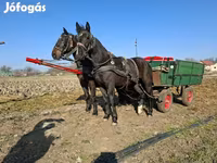 فرس, Nonius horse — الصورة 2