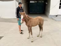 Égua, Cavalos — foto 2