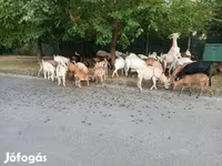 बकरी, बकरियाँ — फ़ोटो 1