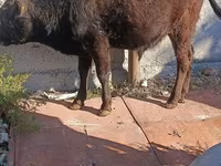 Touro, Simmental cattle — foto 3