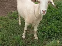 Chèvre, Saanen goat — photo 1