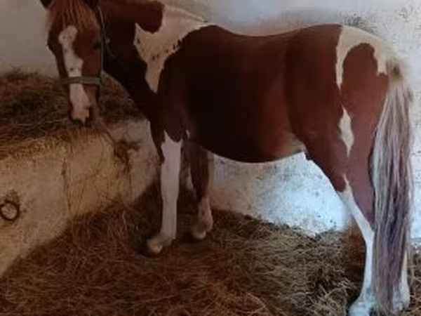 雄馬, 馬