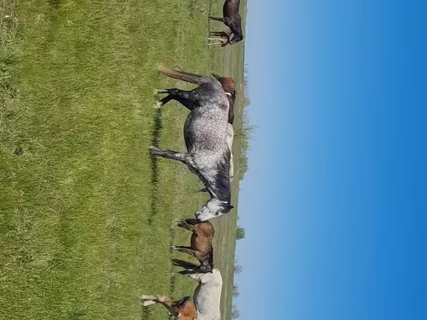 Égua, Kazakh horse