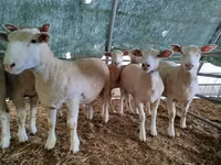 Қой, Ile-de-France sheep — 4-сурет
