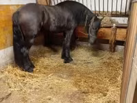Pastuv, Friesian — fotografija 4