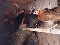 Chickens — fotografija 1